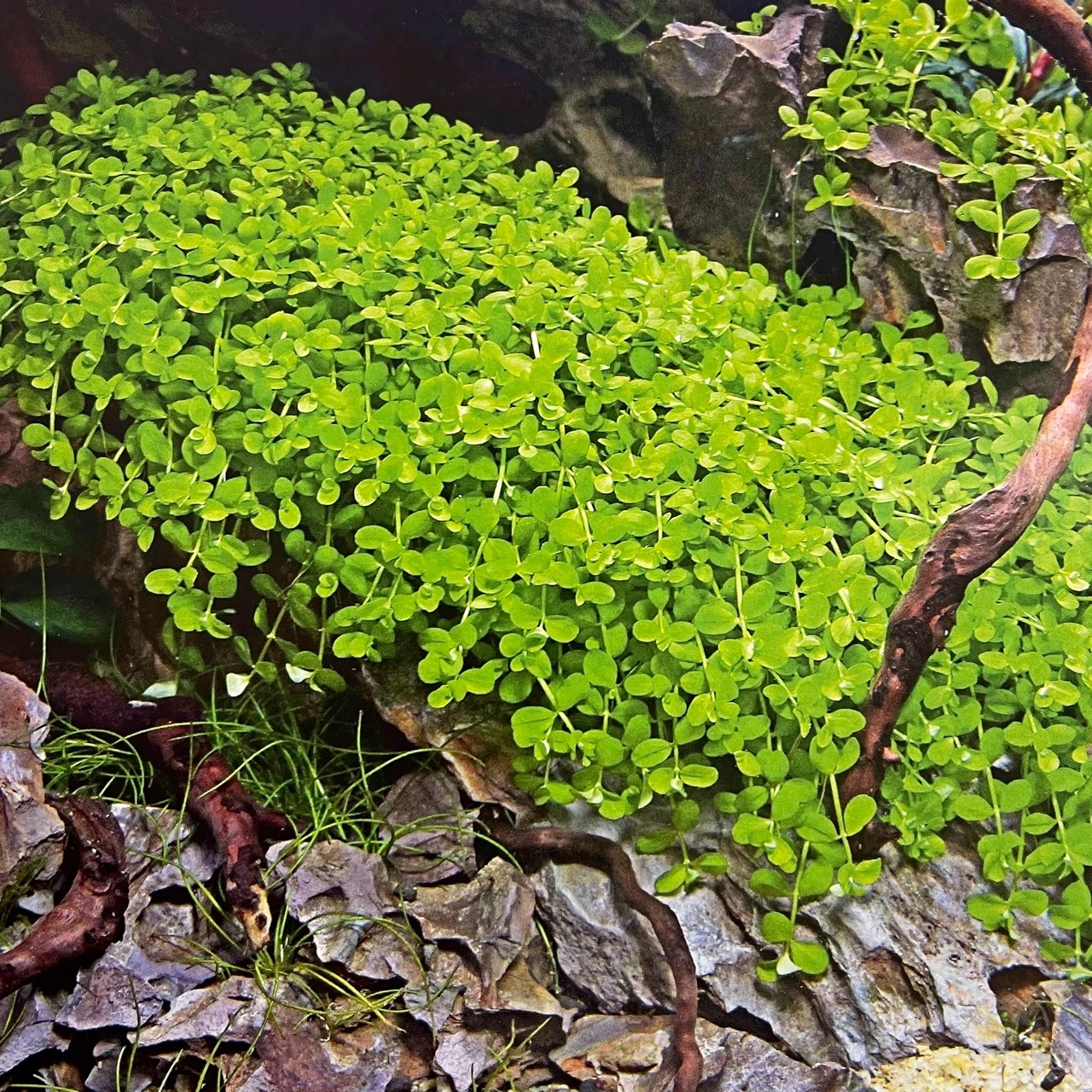 Micranthemum Monte Carlo pot